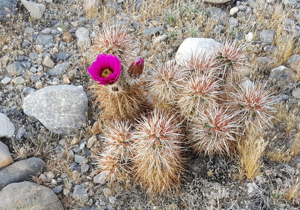 cactus blooming