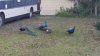 Visited by Peacocks