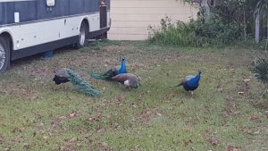 peacocks and pea hen