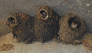 Baby birds