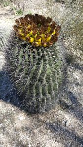Barrel Cactus in Bloom