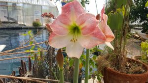 Amaryllis