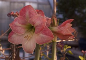Amaryllis