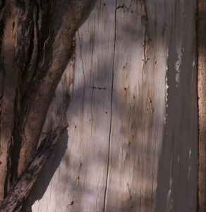 Flood-damaged Cottonwood