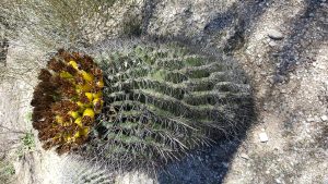 barel cactus in bloom