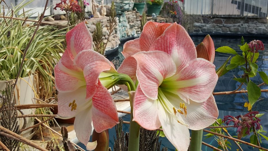 Amaryllis flowers
